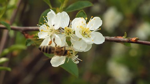 Bee on an apple tree blossom.