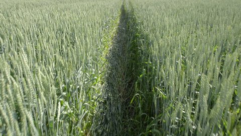 2 in 1 video! The walk on the path in the field of wheat. Real time and slow motion capture