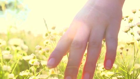 Young woman hand running through wild meadow field. Female hand touching wild flowers closeup. Summertime concept. Enjoying nature. Slow motion video footage 240 fps. Full HD 1080p