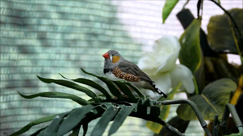 A zebra finch, taeniopygia guttata, sitting on a branch in a room with a net background
