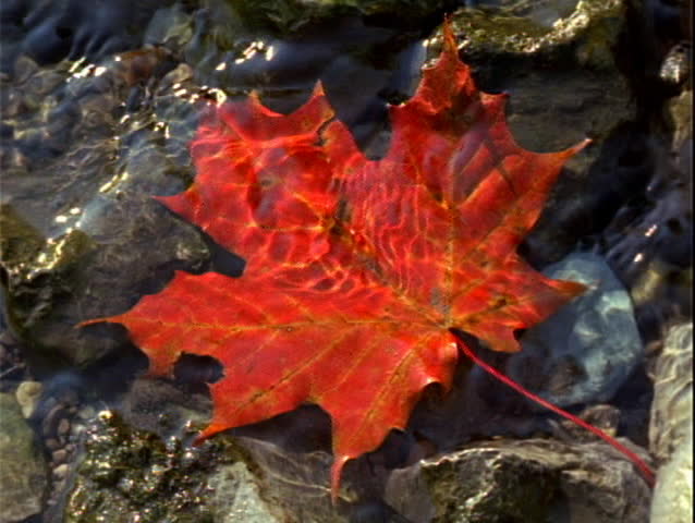 Red leaf in stream