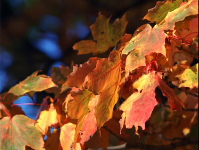 Red leaves