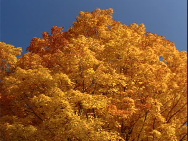 Big yellow tree