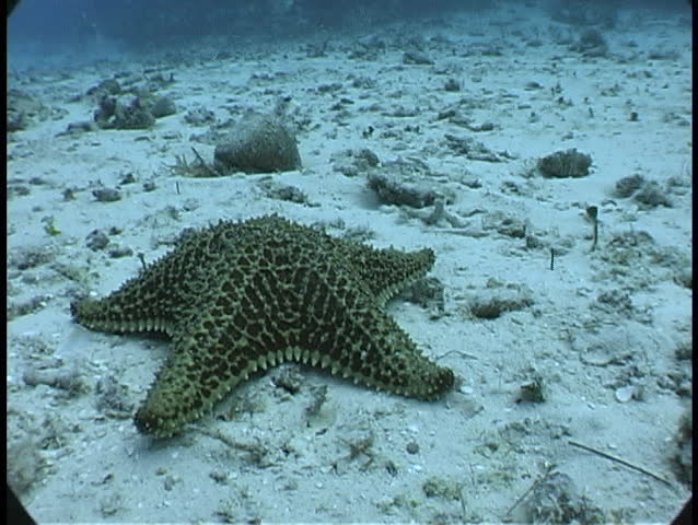 Star Fish