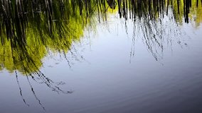 Fall Reflection Pond Lake Reeds Rush Greens