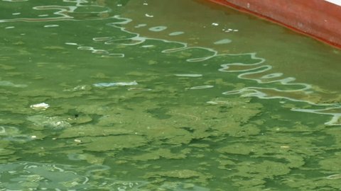 Water pollution in the sea port of green algae and trash