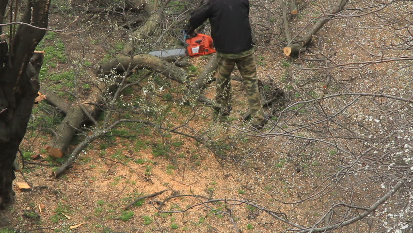 Woodcutter sawing of a blossoming tree in spring garden