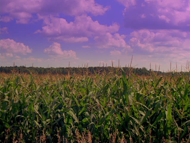 Red Barn and Ripe Corn