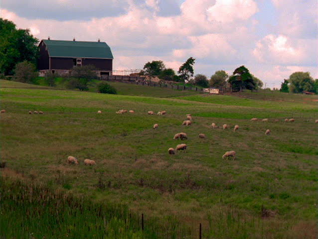 Barn and Sheep