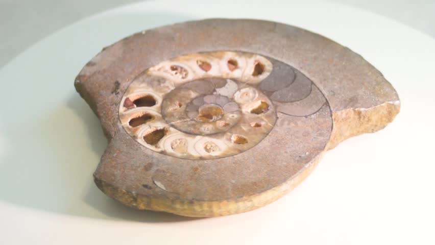 Ancient fossil ammonite prepared from being embedded in shale several hundred million years ago			
