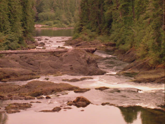 River through woods