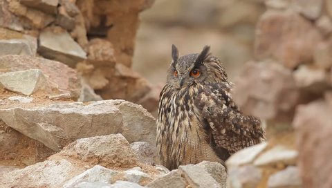 Eurasian Eagle Owl, Bubo Bubo, sitting on stone, close-up, wildlife photo in the forest, orange autumn colour, Norway. Owl in the rock habitat. Owl in the nature. 
