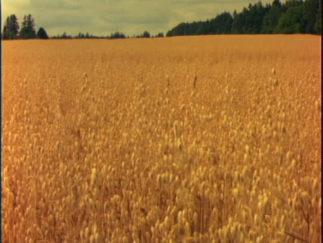 Field of Grain