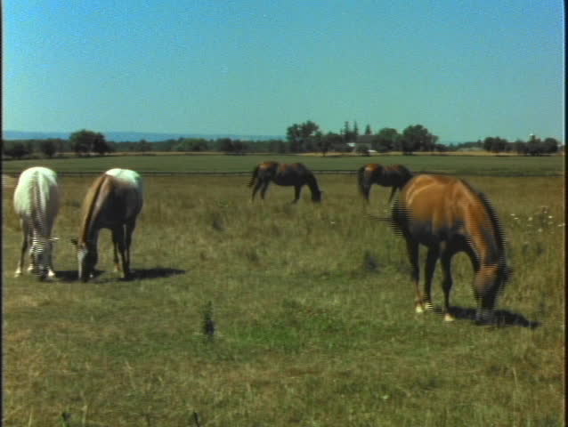 Horses grazing