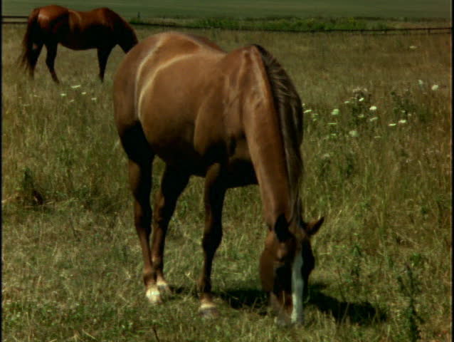 Horses grazing
