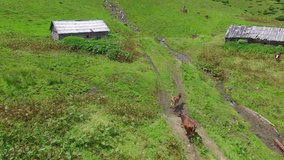 Cows on  organic farm. air video footage