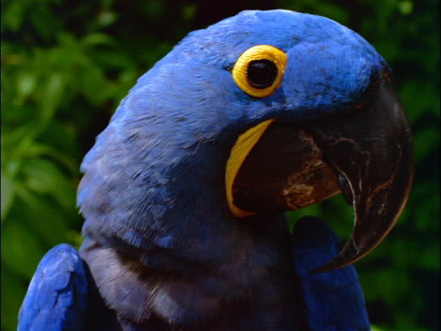 Blue and gold parrot