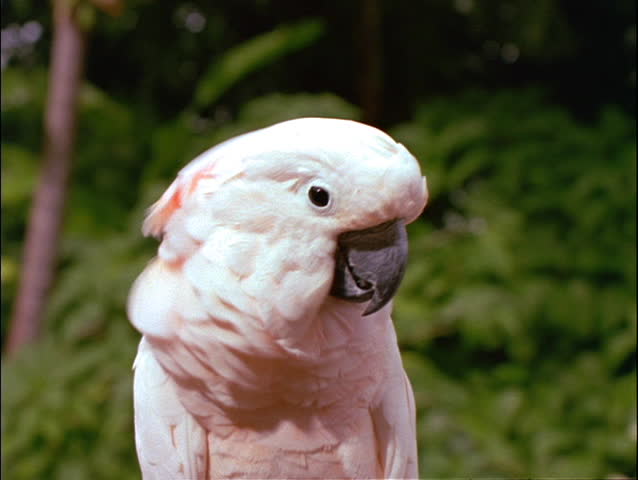 webkinz pink cockatoo