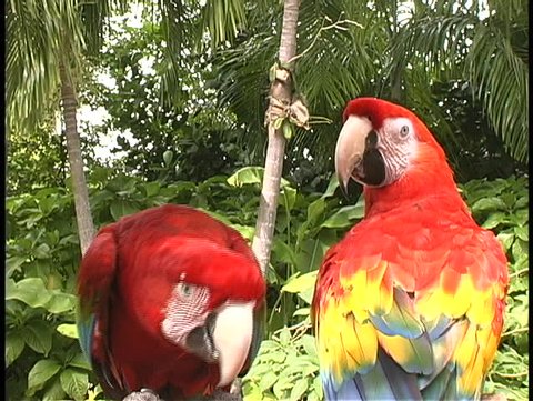 Red parrot pair