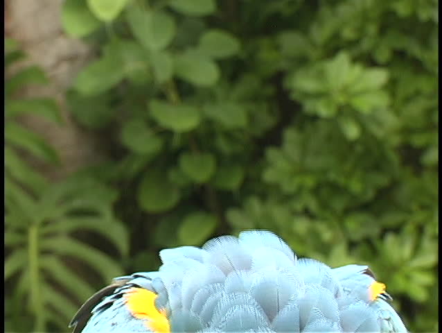 Orange and blue parrot