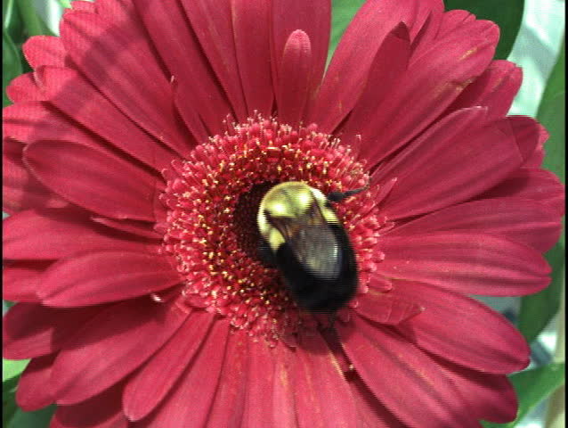 Bee on flower