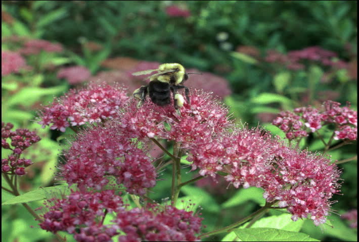 Bee on flower