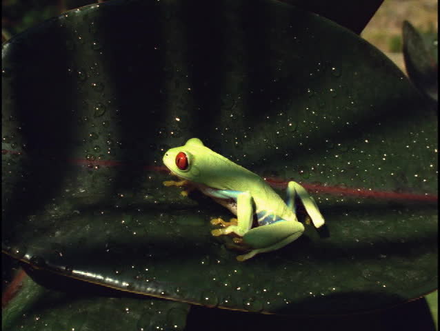 Frog on leaf
