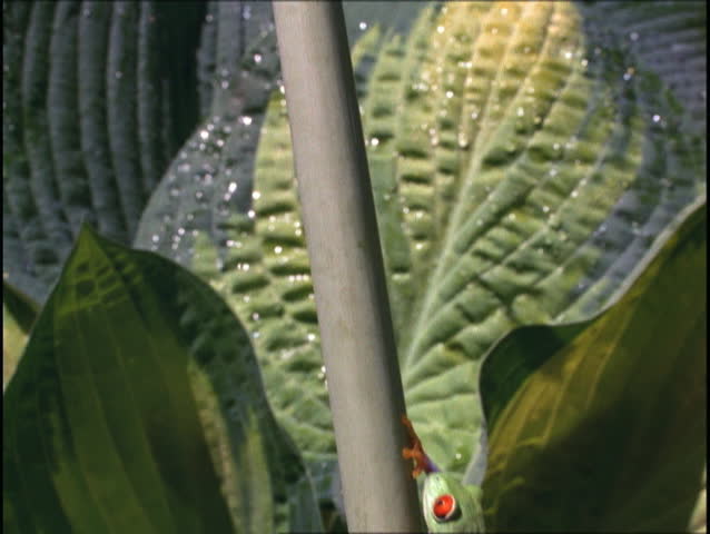 Tree frog climbs stem