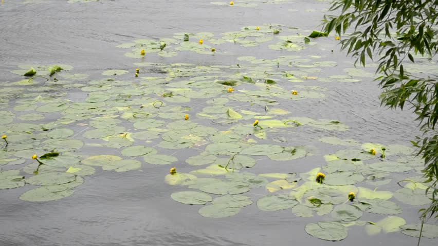 Lily Pads And Flowers Float Stock Footage Video 100 Royalty Free Shutterstock