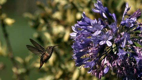 Annas Hummingbird Super Slow Motion 2000fps with time Ramp. High Speed Camera