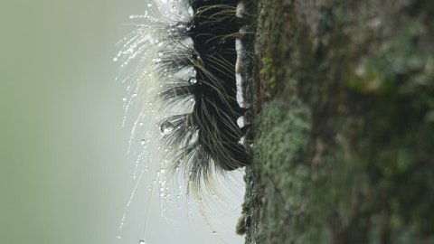 a hairy butterfly worm with dew droplets is eating moss and lichen on the tree bark
