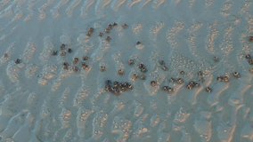 A close up video showing a small group of soldier crabs feeding on the white sand beach. Presented in real time and originally shot in 4K (Ultra HD) resolution.
