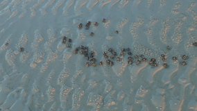 A close up video showing a small group of soldier crabs feeding on the white sand beach. Presented in real time and originally shot in 4K (Ultra HD) resolution.
