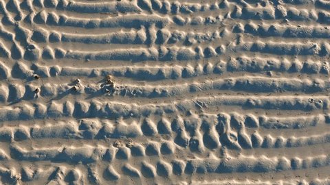 A video of sea snails moving around slowly on white sand. It was shot during low tide, below the tide line; so the ripples on the sand left behind by waves can be seen. 
