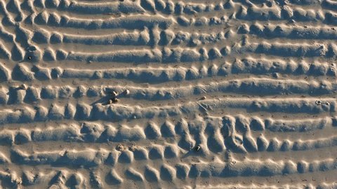 An accelerated motion video of sea snails moving around on white sand. It was shot during low tide. The ripples on the sand left behind by waves constitutes the background.
