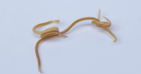 Close up of moving parasite worms from a cat on white background
