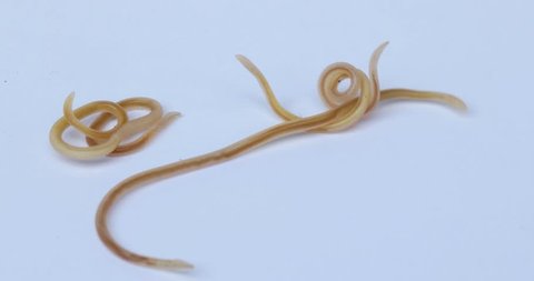 Close up of moving parasite worms from a cat on white background
