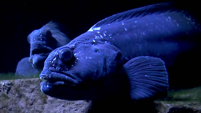 Big blue fish