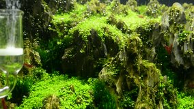 close up video of  aquarium tank with a variety of aquatic plants inside. 