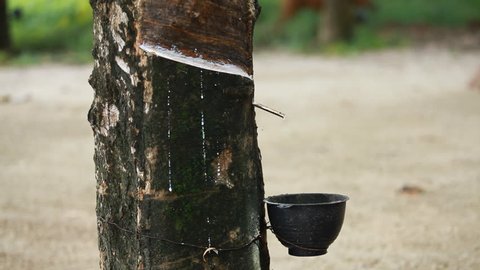 Rubber Tappers Are Extracted From の動画素材 ロイヤリティフリー Shutterstock