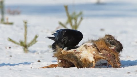 Raven feeding at wild boar carcass 