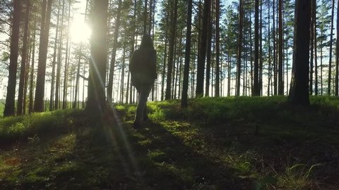 Young Female Walking among trees in  forest. Slow motion footage. Amazing sunset, summer landscape.
