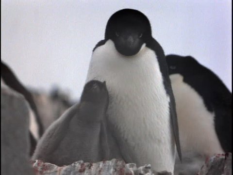 Adelie Penguin with chicks Stock Video