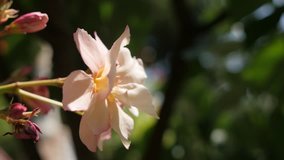 Single Nerium oleander pink beautiful flower in the garden 4K 2160p 30fps UltraHD footage - Lighted Apocynaceae dogbane family tree shrub plant shallow DOF 3840X2160 UHD video