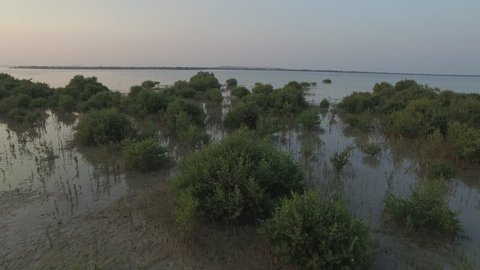 Aerial shot of mangroves during evening