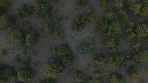 Aerial shot of mangroves during evening