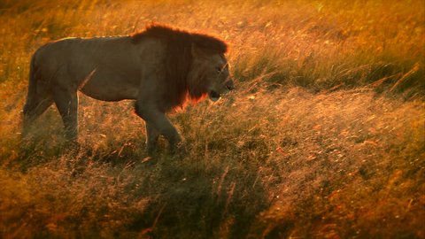 Male lion walking in the morning sunshine in Africa (2 Different Shots)