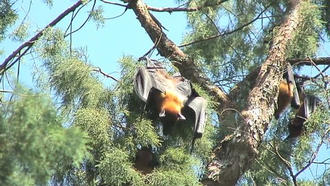 Bat swinging from a tree in Kandy, Sri Lanka