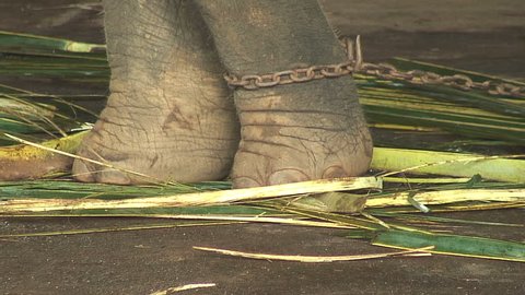 CU of an elephant's feet chained in Pinnewala, Sri Lanka