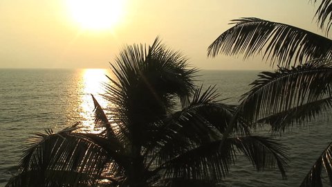 Palm trees and sun in Varkala, India